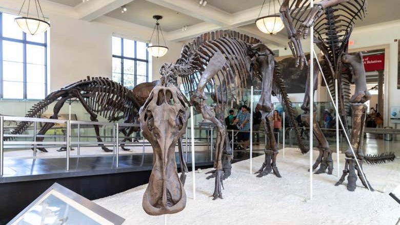 American Museum of Natural History Tickets with Special Exhibition Options (2/9)