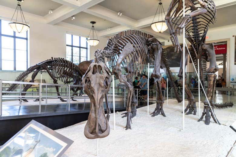 American Museum of Natural History Tickets with Special Exhibition Options (2/9)