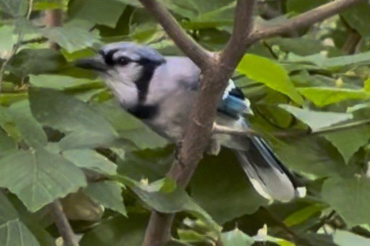 Central Park Birdwatching Walk for Beginners with That Quirky Bird Girl (1/10)