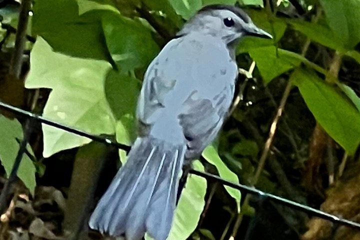 Central Park Birdwatching Walk for Beginners with That Quirky Bird Girl (2/10)