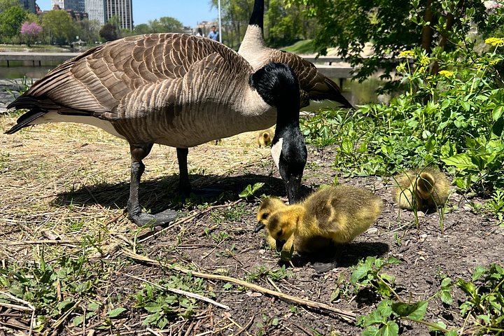 Central Park Birdwatching Walk for Beginners with That Quirky Bird Girl (8/10)