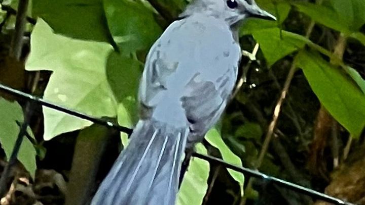 Central Park Birdwatching Walk for Beginners with That Quirky Bird Girl (2/10)