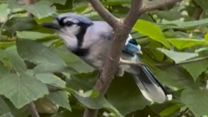 Central Park Birdwatching Walk for Beginners with That Quirky Bird Girl (1/10)