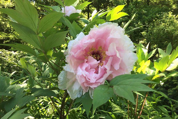 Central Park Walking Tour with Guide Michael Hunt (9/10)
