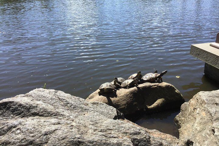 Central Park Walking Tour with Guide Michael Hunt (10/10)