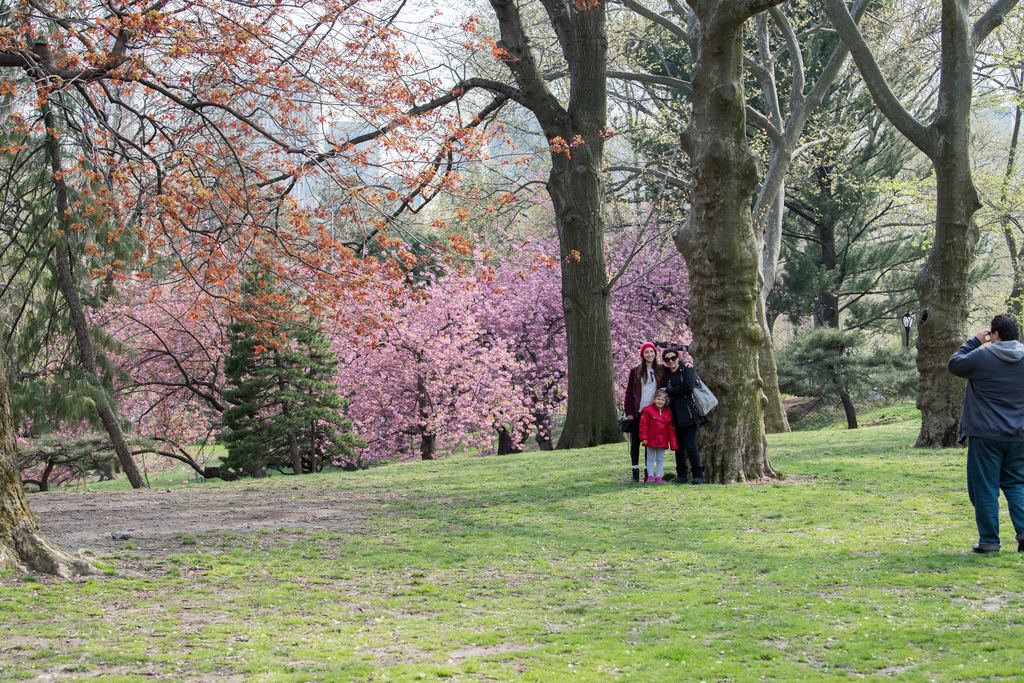 Visitors walking and taking photos under pink cherry blossoms on a lawn in Central Park, New York, in April
