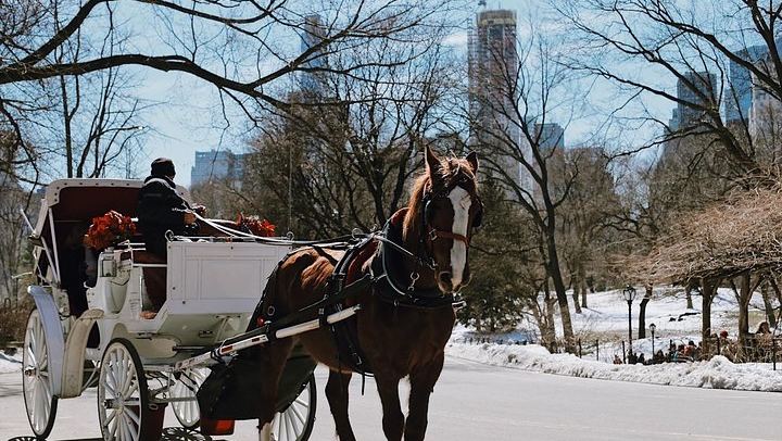 Private or Semi-Private Central Park Walking Tour, 2.5 Hours (3/10)