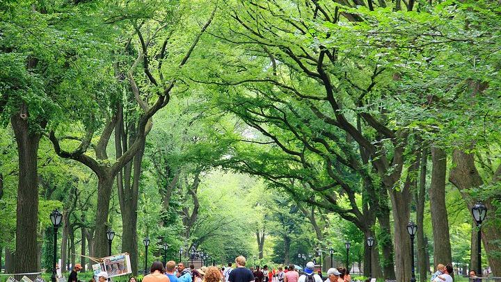 Central Park Photography Tour and Workshop with a Local Photographer (3/11)