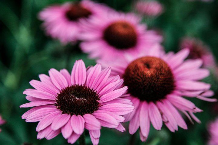 Central Park Photography Tour and Workshop with a Local Photographer (10/11)