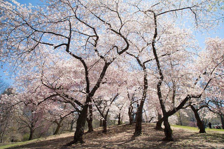 Central Park Photography Tour and Workshop with a Local Photographer (7/11)