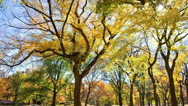 Central Park Photography Tour and Workshop with a Local Photographer (1/11)
