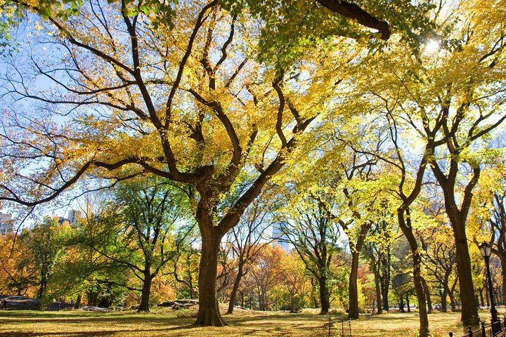 Central Park Photography Tour and Workshop with a Local Photographer (1/11)