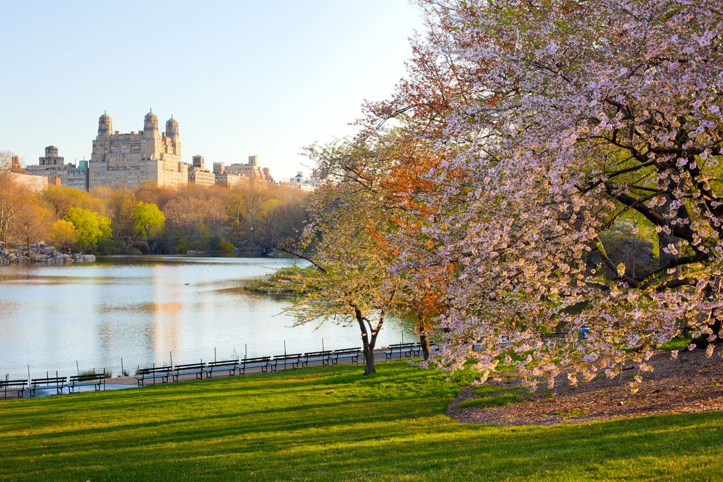 A cherry tree in full pink bloom beside a lake in Central Park, New York, with Central Park West apartment towers across the water