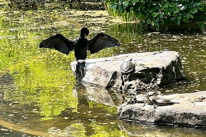Central Park Birdwatching Walk for Beginners with That Quirky Bird Girl (7/10)