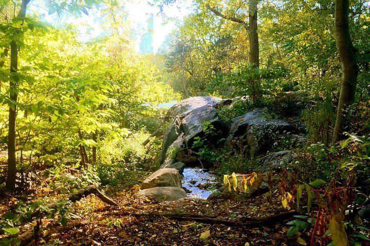 Central Park Guided Walk in English or Spanish: Landmarks and Quiet Corners (5/11)