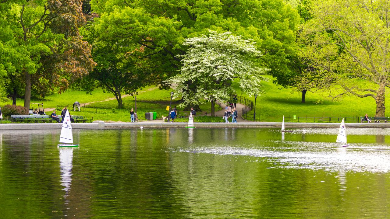 Model sailboats on Conservatory Water in Central Park, New York, with green lawns and a flowering tree behind