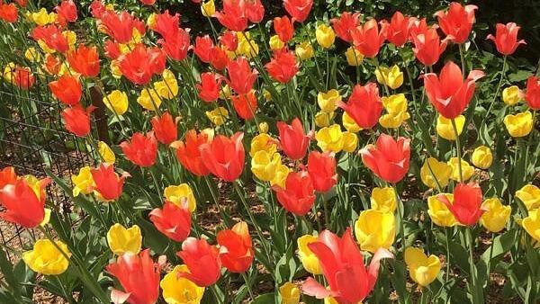 Central Park and Upper East Side Morning Walk with a Native New Yorker (2/8)