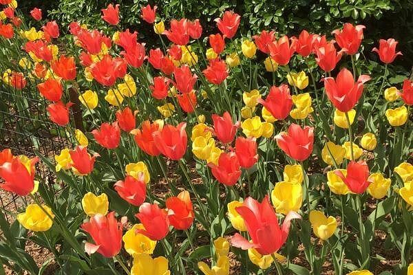 Central Park and Upper East Side Morning Walk with a Native New Yorker (2/8)