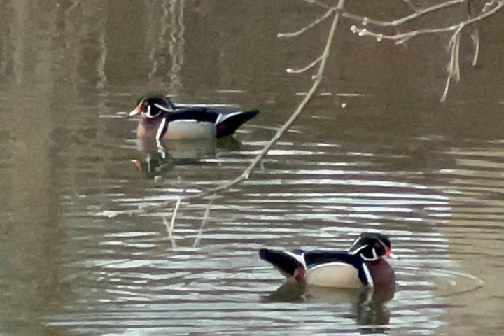 Central Park Birdwatching Walk for Beginners with That Quirky Bird Girl (5/10)